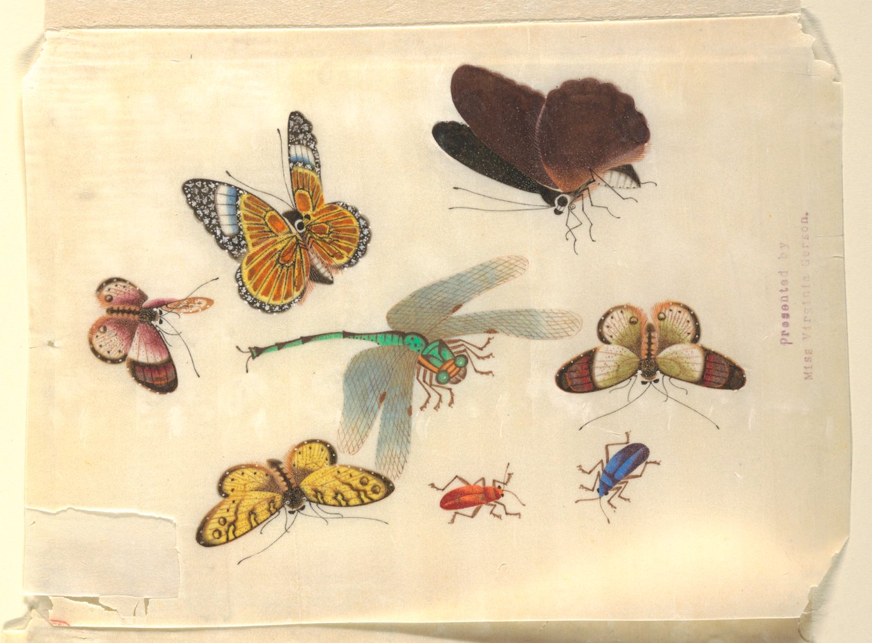 Insekter av Unknown artist