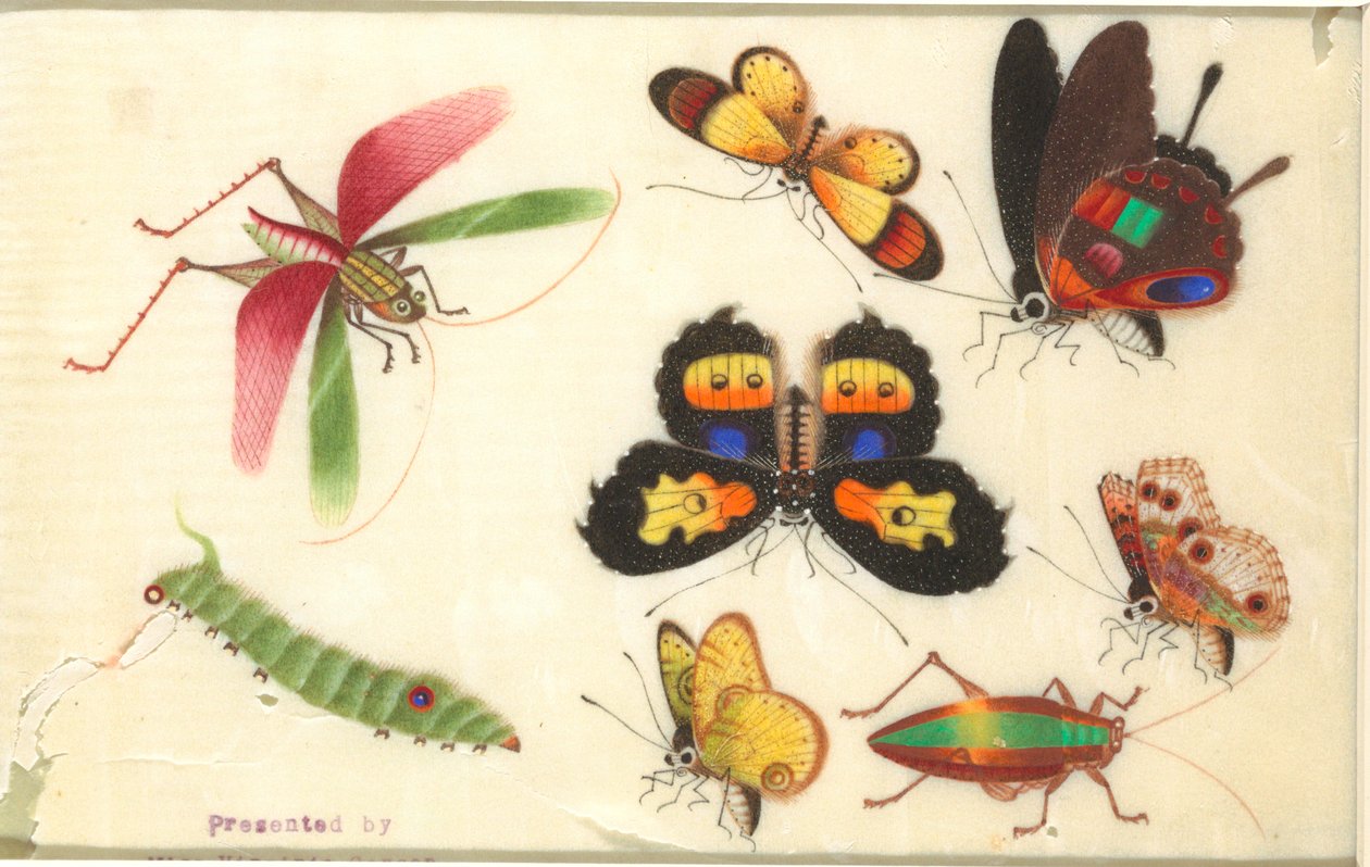 Insekter av Unknown artist