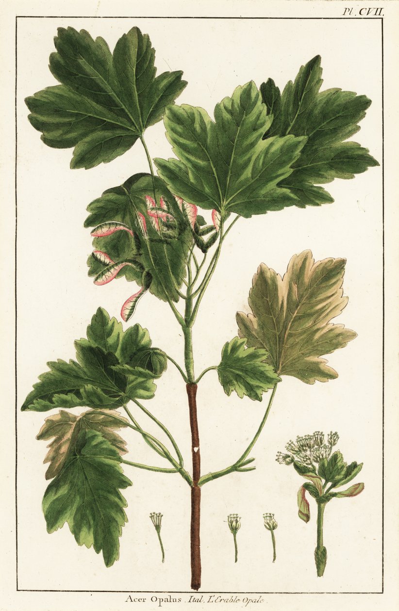 Italiensk lønn, Acer opalus, italiensk av Unknown artist