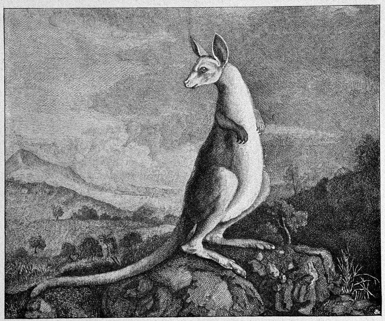 Kenguru fra tegningen av kaptein Cook som oppdaget ham i Australia - fra en kobbergravering fra 1774 av Unknown artist