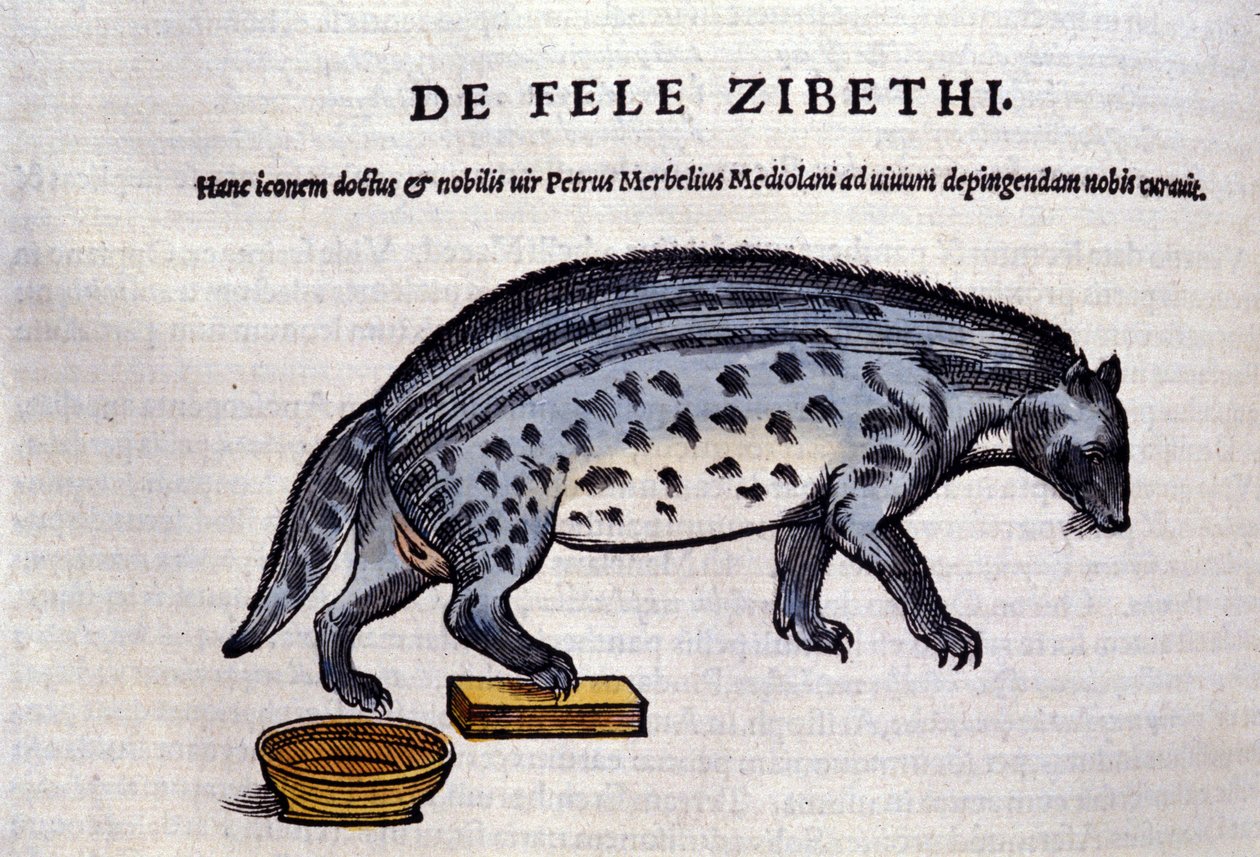 La civette i Historia Animalium av Conrad Gesner (1516 - 1565), Tiguri av Unknown artist