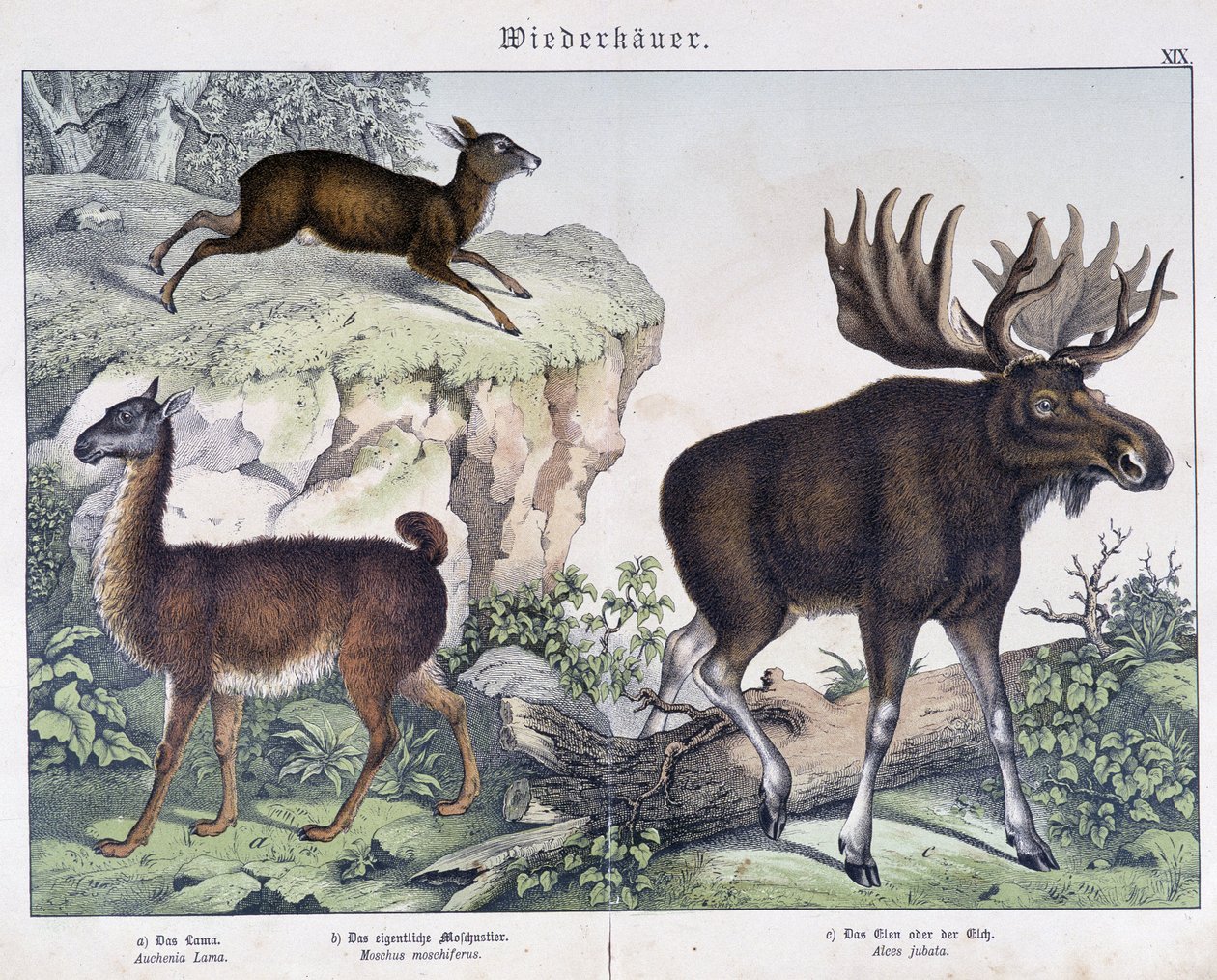 Lama, elg (elg) - i "" Natural historier of pattedyr", red. Schreiber av Unknown artist