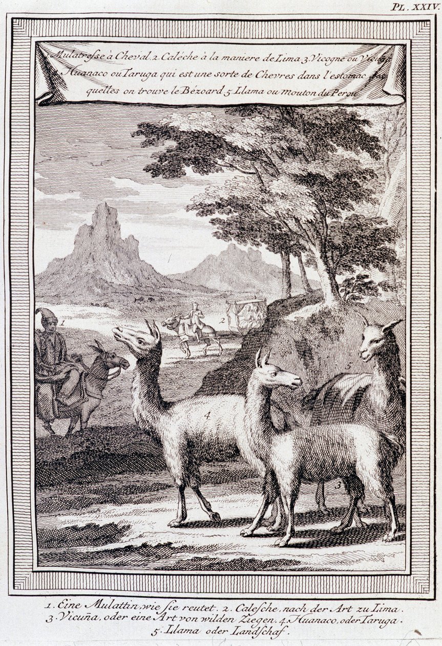 Lamaer fra Peru - i "" Historical Journey of South America utført etter ordre av kongen av Spania av Don George Juan og Don Antoine de Ulloa"", T.1, ved C.A. Jombert, Librairie du Roi, Paris av Unknown artist