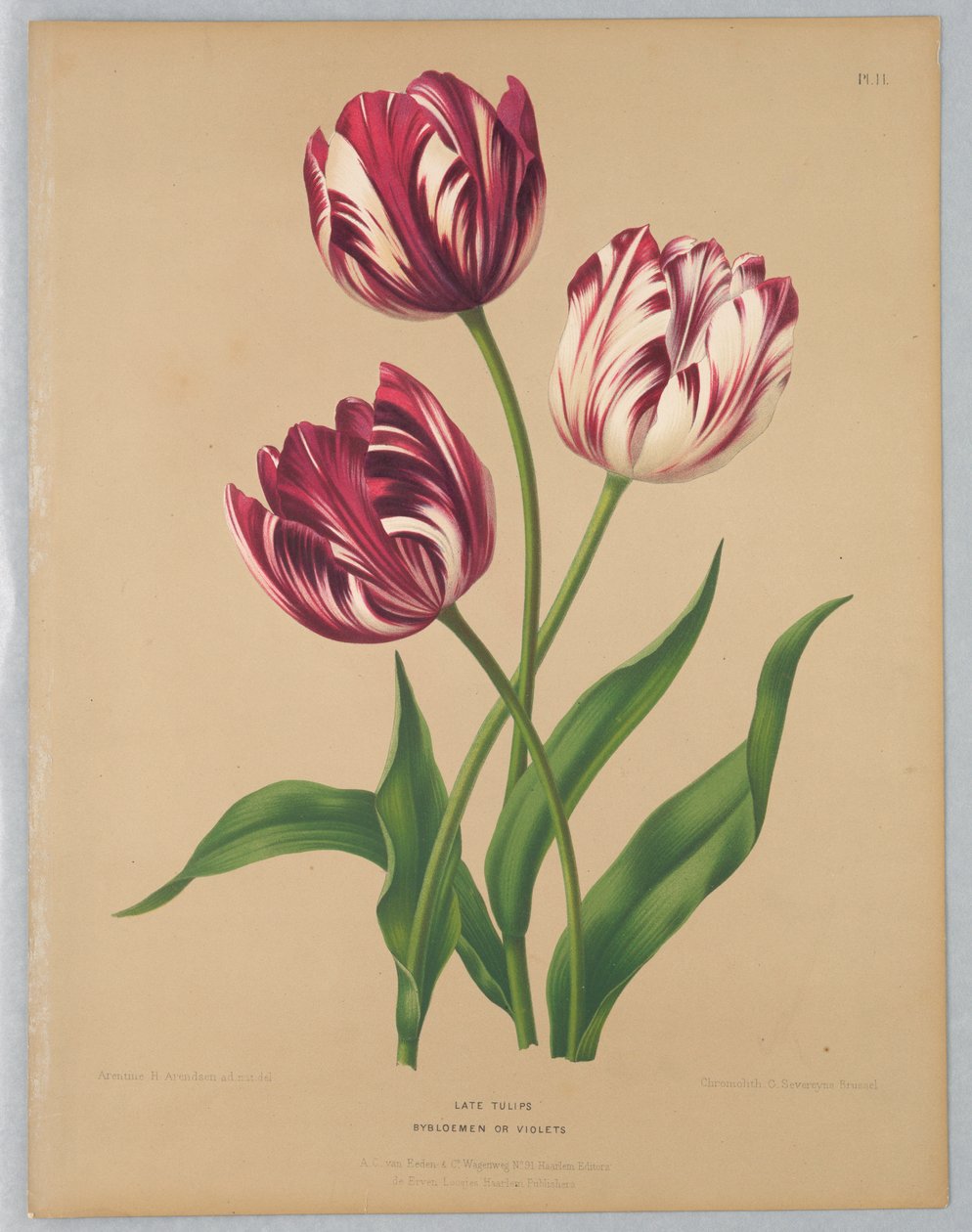 Sene tulipaner / Bybloemen eller fioler av Unknown artist