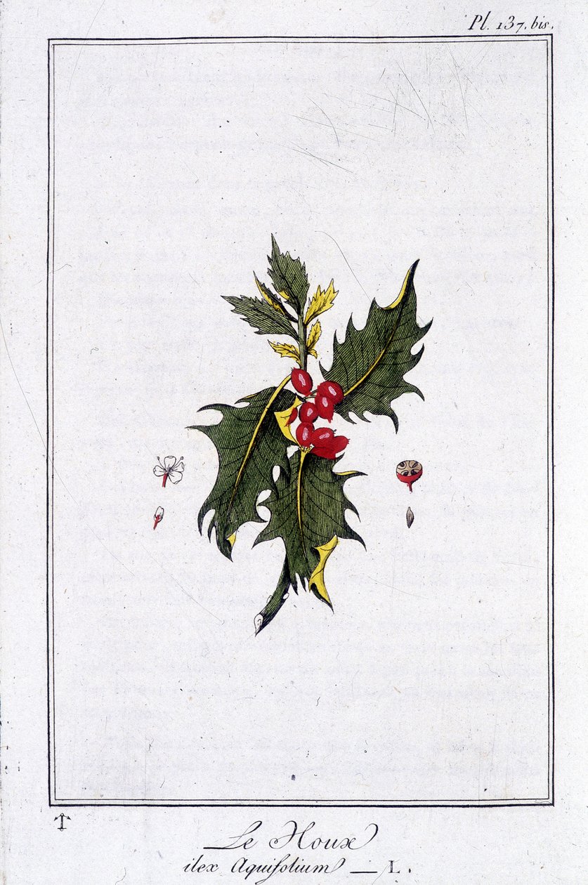 The Holly (Ilex Aquifolium) - i "Exercises in botany for the use of traders", skrevet av J.C. Philibert, Imprimerie de Crapelet, Paris av Unknown artist