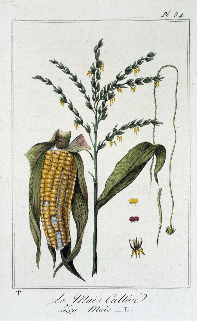 Le Mais Cultivate (Les Mais) - i "Øvelser i botanikk for bruk av handelsmenn", redigert av J.C. Philibert, Imprimerie de Crapelet, Paris av Unknown artist