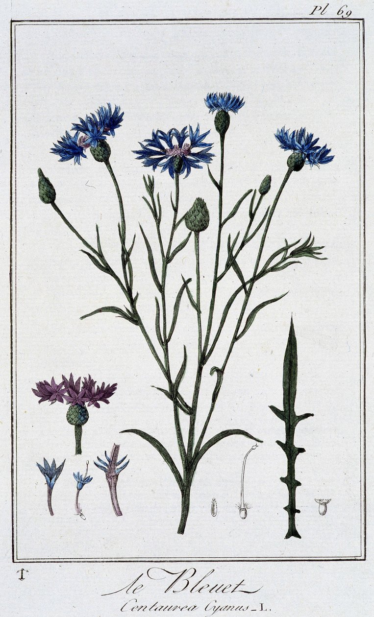 Kornblomsten (Centaurea Cyanus) - i "Øvelser i botanikk til bruk for handelsmenn", skrevet av J.C. Philibert, Imprimerie de Crapelet, Paris av Unknown artist