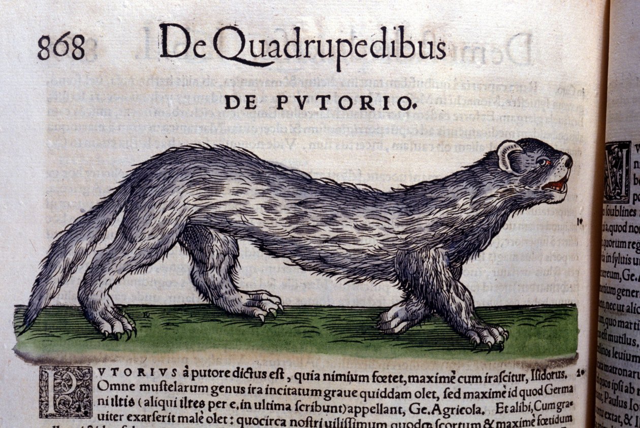 Le fertois - i Historia Animalium av Conrad Gesner (1516 - 1565), Tiguri av Unknown artist
