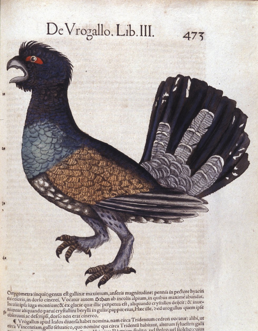 Le grand grouse (ou grand coq de heyère) i Historia Animalium de Conrad Gesner (1516 - 1565), Tiguri av Unknown artist