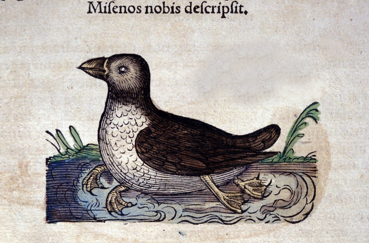 Le harle marin i Historia Animalium de Conrad Gesner (1516 - 1565), Tiguri av Unknown artist