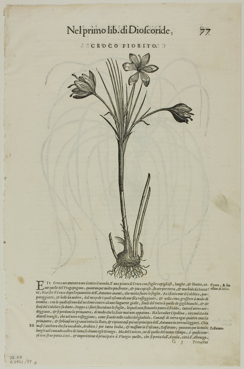 Blad fra Discorsi av Petrus Andreas Matthiolus, plate 99 fra Tresnitt fra Books of the XVI Century av Unknown artist