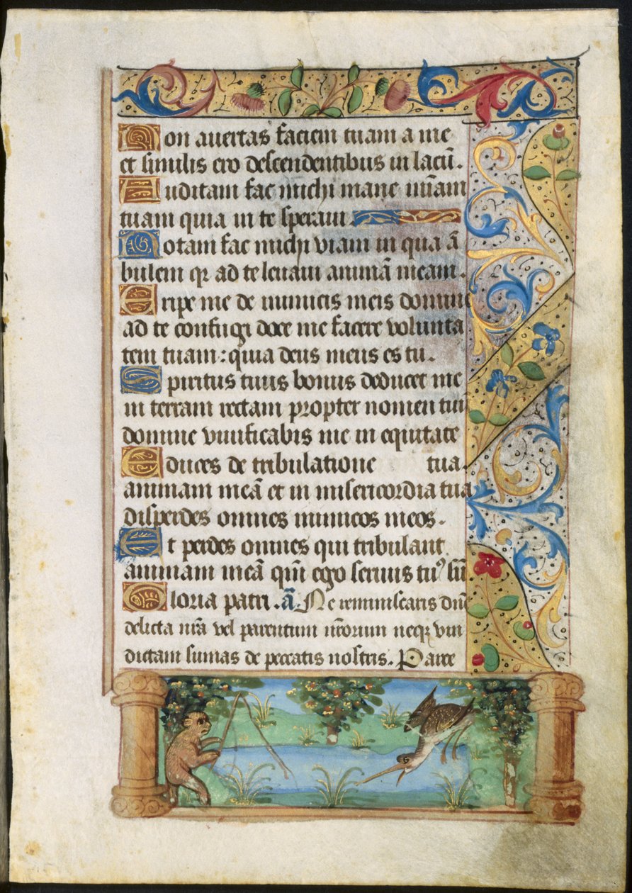 Blad fra en timebok: Apefiske (verso) av Unknown artist
