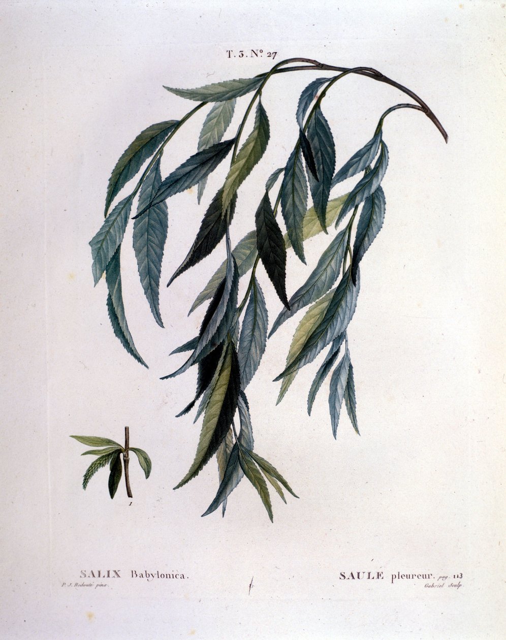 Blad av gråtepil (Salix babylonica). av Unknown artist