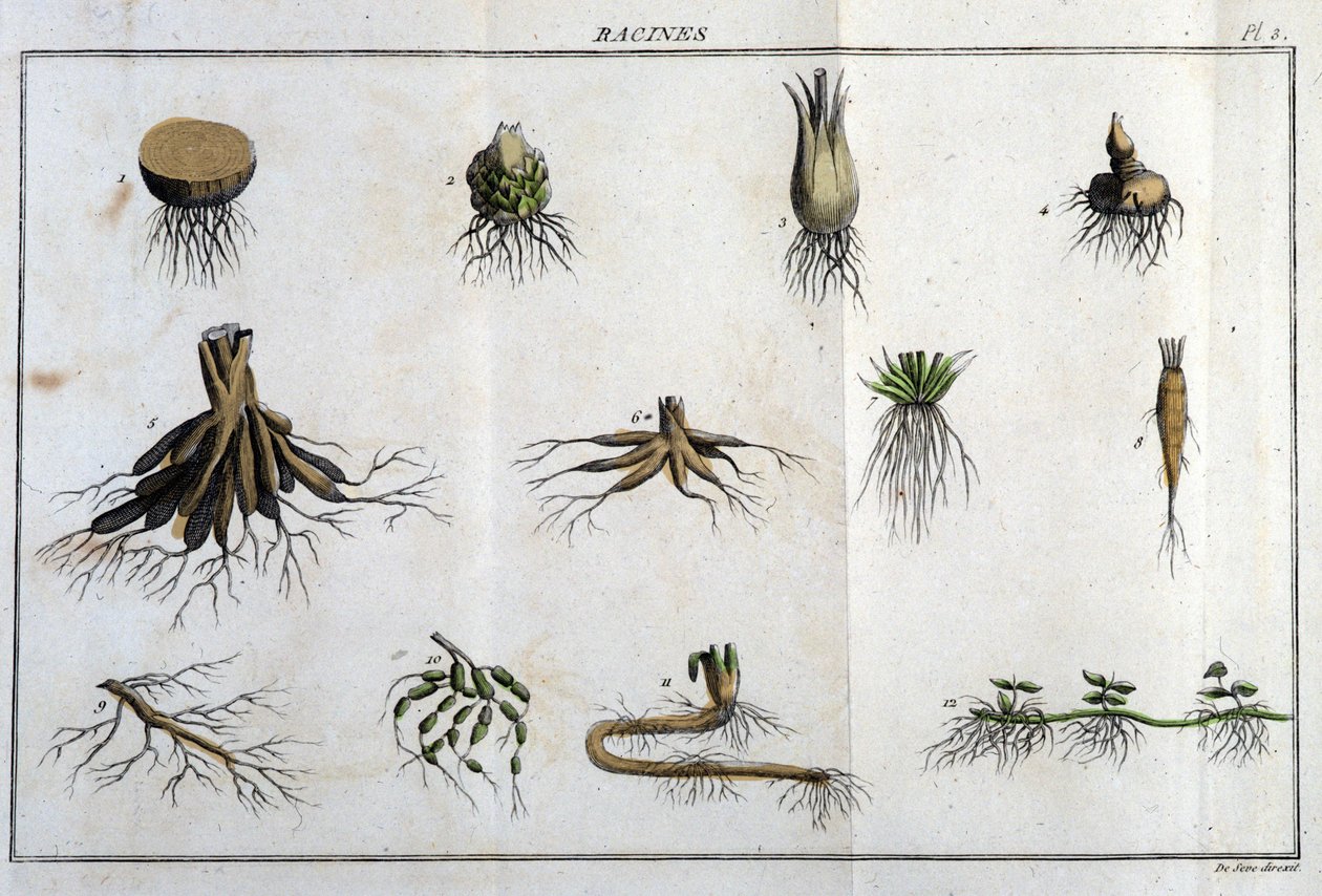 Les Roots: i "" Flora Françoise, eller en kort beskrivelse av alle plantene som vokser naturlig i Frankrike, arrangert i henhold til en ny analysemetode som vi legger ved sitatet om deres minst tvetydige dyder innen medisin og deres nytte i t. av Unknown artist
