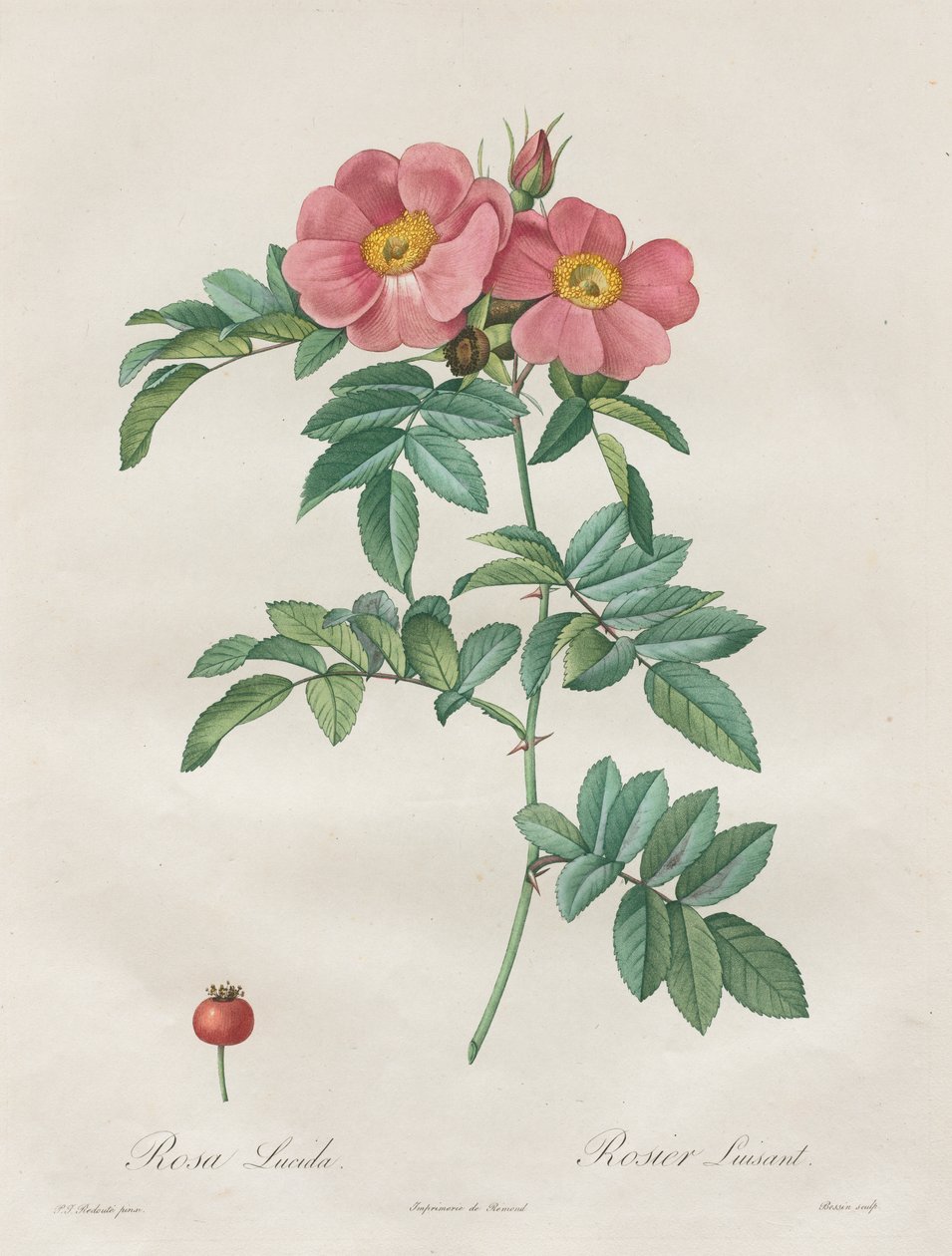 Rosene: Rosa Lucida av Unknown artist