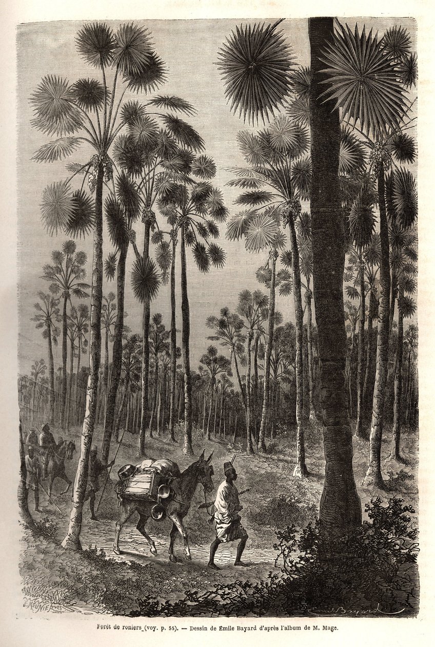 Løytnant Mages karavane går videre mot Niger og krysser en skog av gigantiske palmetrær i provinsen Damfa, Mali. Gravering for å illustrere reisen til Vest-Sudan til løytnant (Marine) M. Mage, i 1863-1866, publisert i "Le tour du monde, nouve av Unknown artist