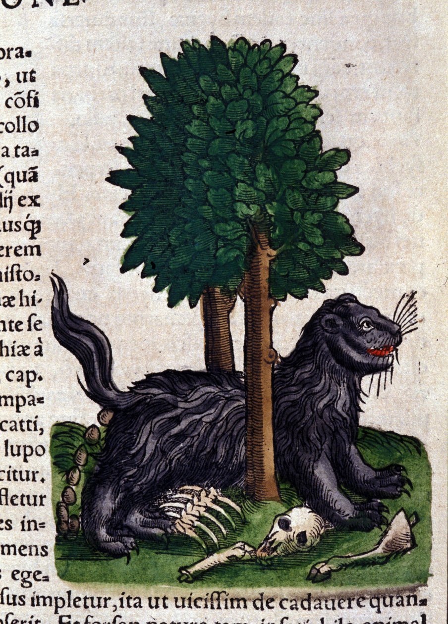 Lion. in Historia Animalium by Conrad Gesner (1516 - 1565), Tiguri av Unknown artist