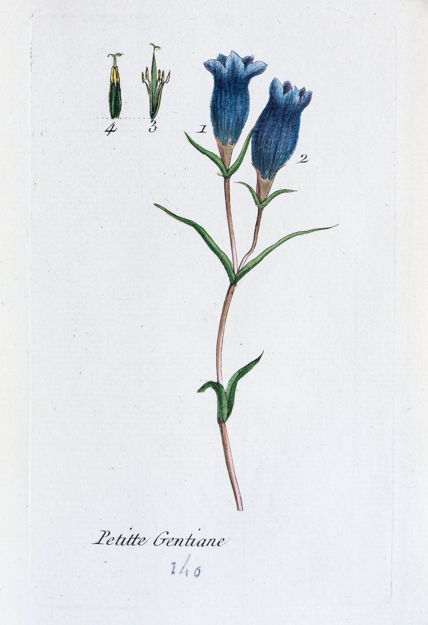Liten gentiana (sumpgentiana av Unknown artist