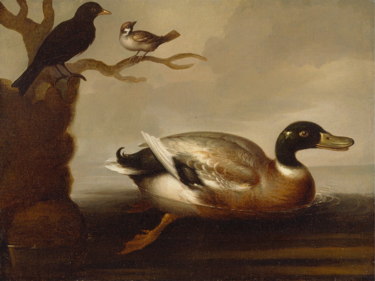 Stokand og andre fugler av Unknown artist