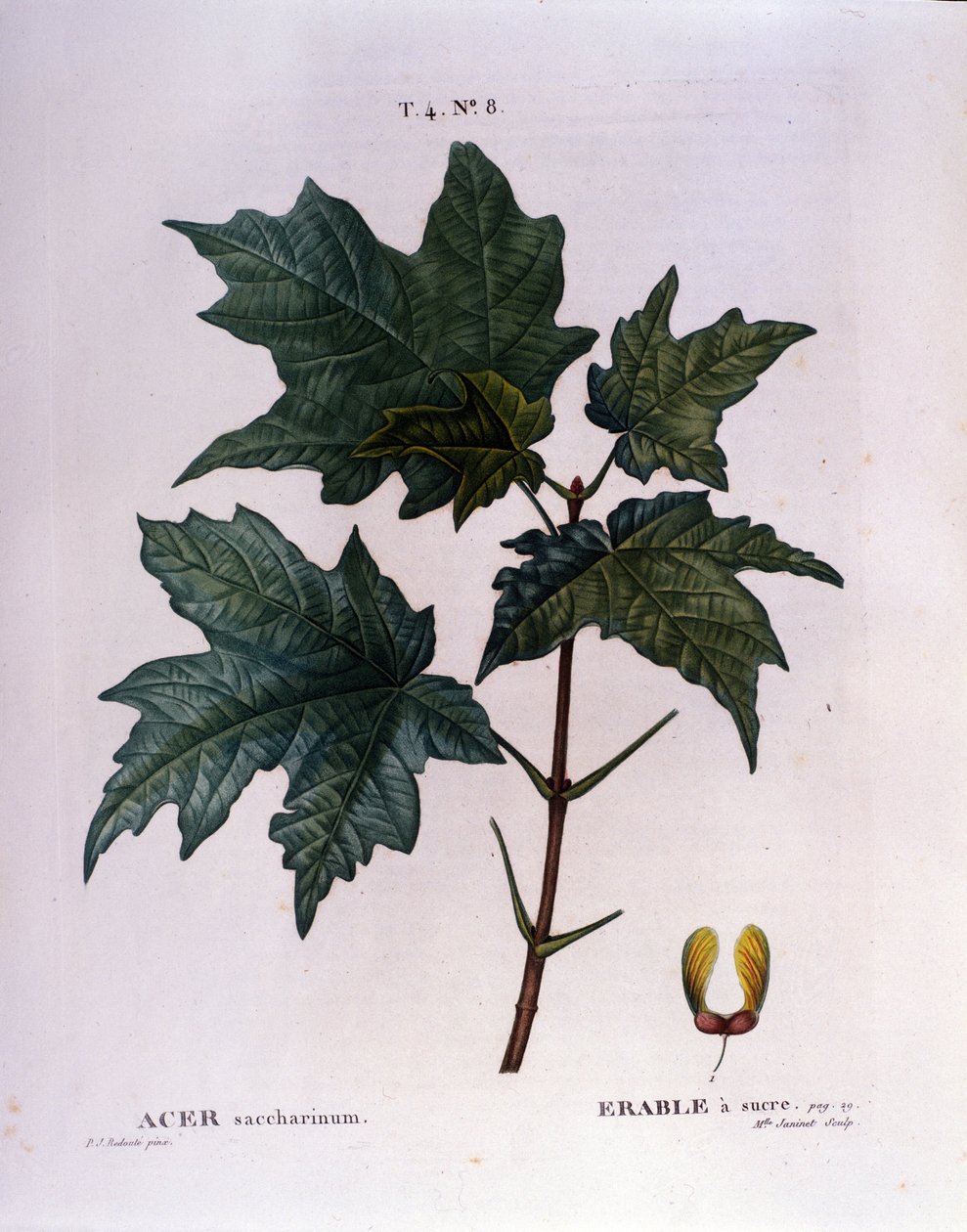 Lønngren. Botanisk tavle fra et herbarium fra begynnelsen av 1800-tallet. av Unknown artist