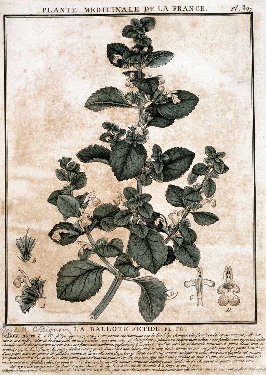 Medisinplante fra Frankrike: den illeluktende belotte. av Unknown artist