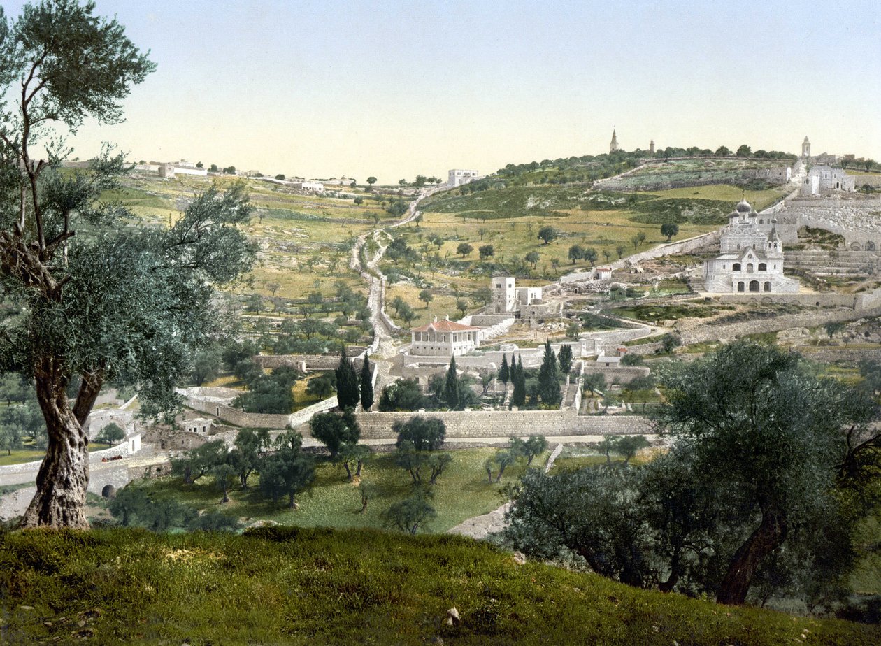 Oljeberget og Getsemani, Jerusalem. Fotokrom mellom 1890-1900. av Unknown artist