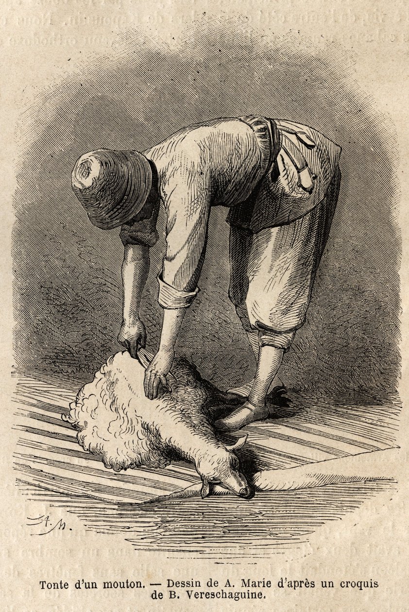 Klipper en sau av en ung tatarisk mann i Schusha (Transkaukasia, Russland). Gravering for å illustrere reisen i provinsene i Kaukasus, av Basile Vereschaguine, i 1864-1865, publisert i "" le tour du monde", under ledelse av D