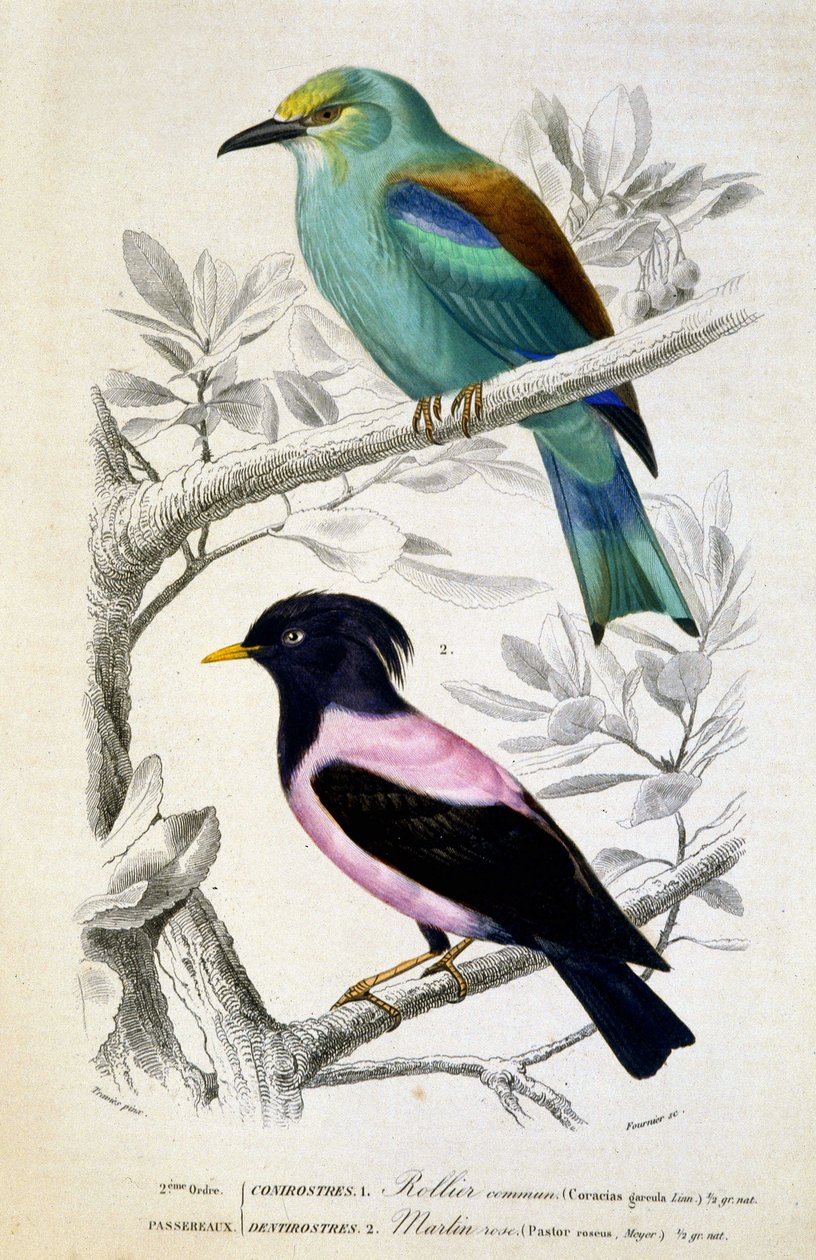 Naturhistorisk plate: Fugler: Rollier commun et martin rose - i "" Works of Buffon, T.5, ed. Fume Jouvet & Cie av Unknown artist