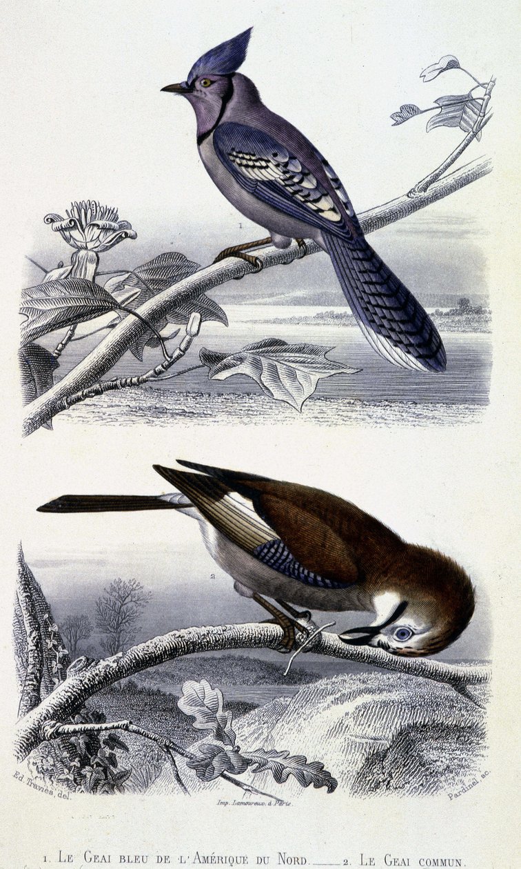 Natural History Plate: Birds: The Blue Jay of North America and the Common Jay - i "" Works of Buffon, T.5, ed. Fume Jouvet & Cie av Unknown artist
