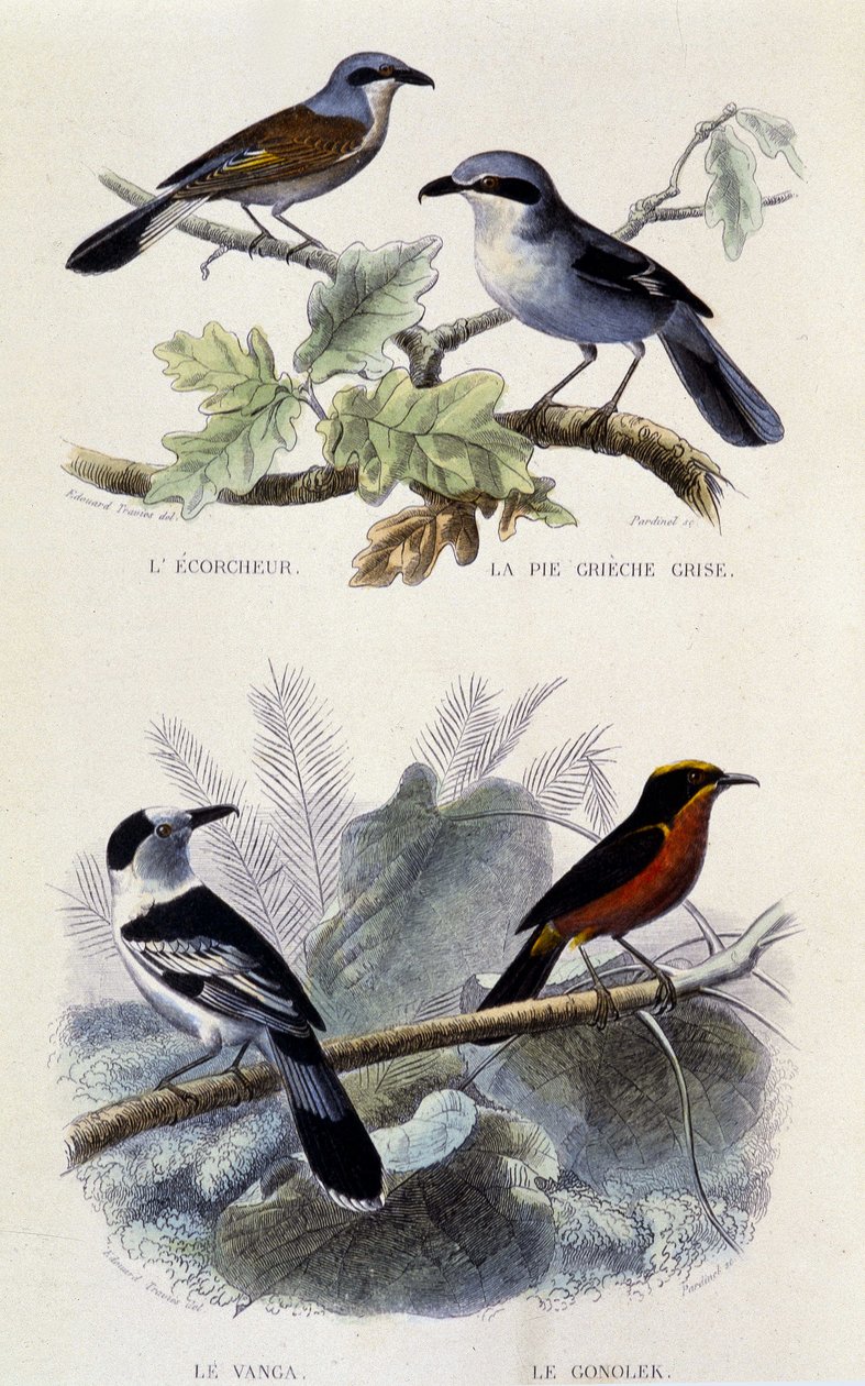 Naturhistorisk tavle: Fugler: ecorcheuren, den grå greche-paien, vangaen og gonoleken - i “” Works of Buffon””, T.5, red. Røyker Jouvet & Cie av Unknown artist