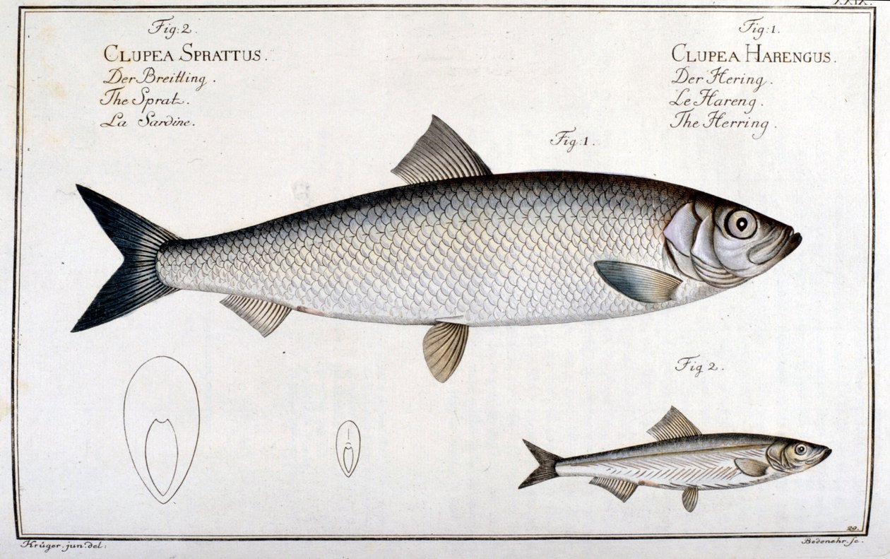 Naturhistorisk bord: sild (1) og sardin (2) av Marc Elieser Bloch Ichtyologie Paris - Berlin - London 1787. av Unknown artist