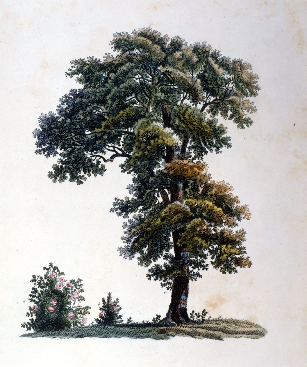 Eik. Gravering tidlig på 1800-tallet. av Unknown artist