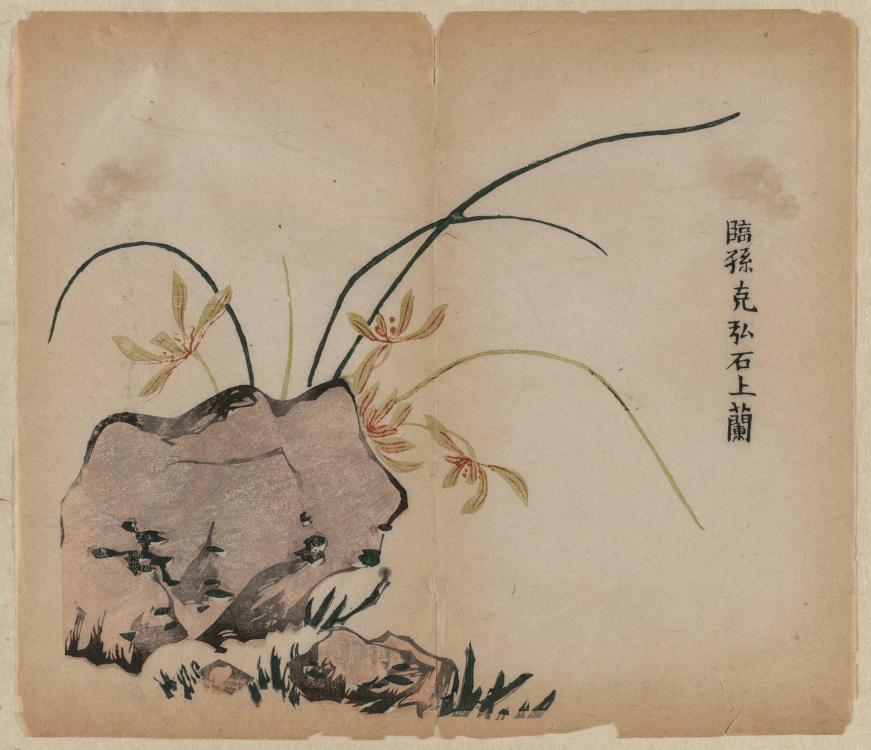 Orchid on Rocks av Unknown artist