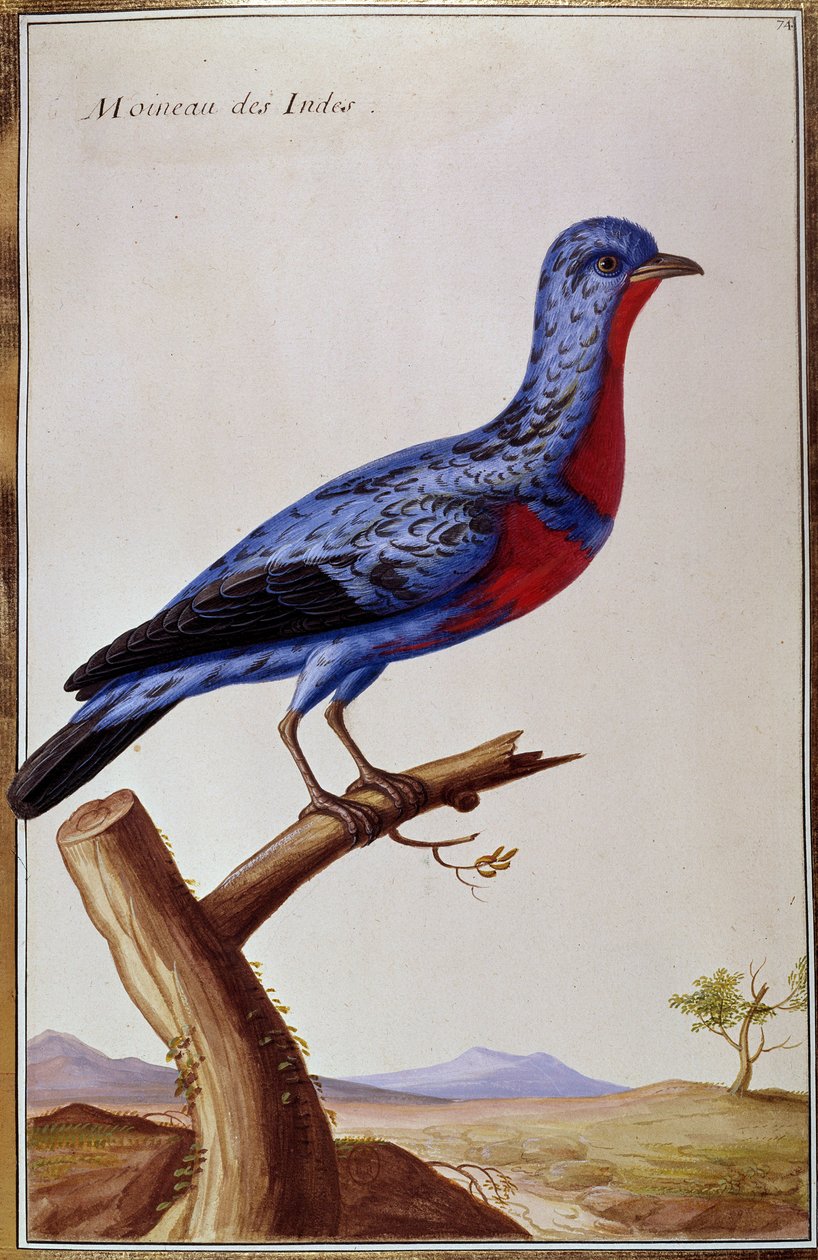Ornitologi: en spurv fra Indes. Plate fra 1700-tallet. Paris, B.N. av Unknown artist
