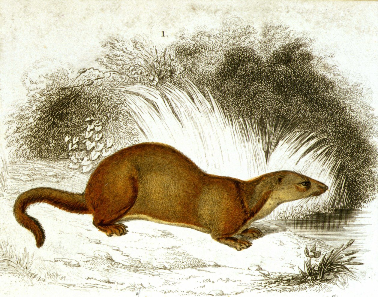 Otter - fargegravering. 1800-talls gravering. av Unknown artist