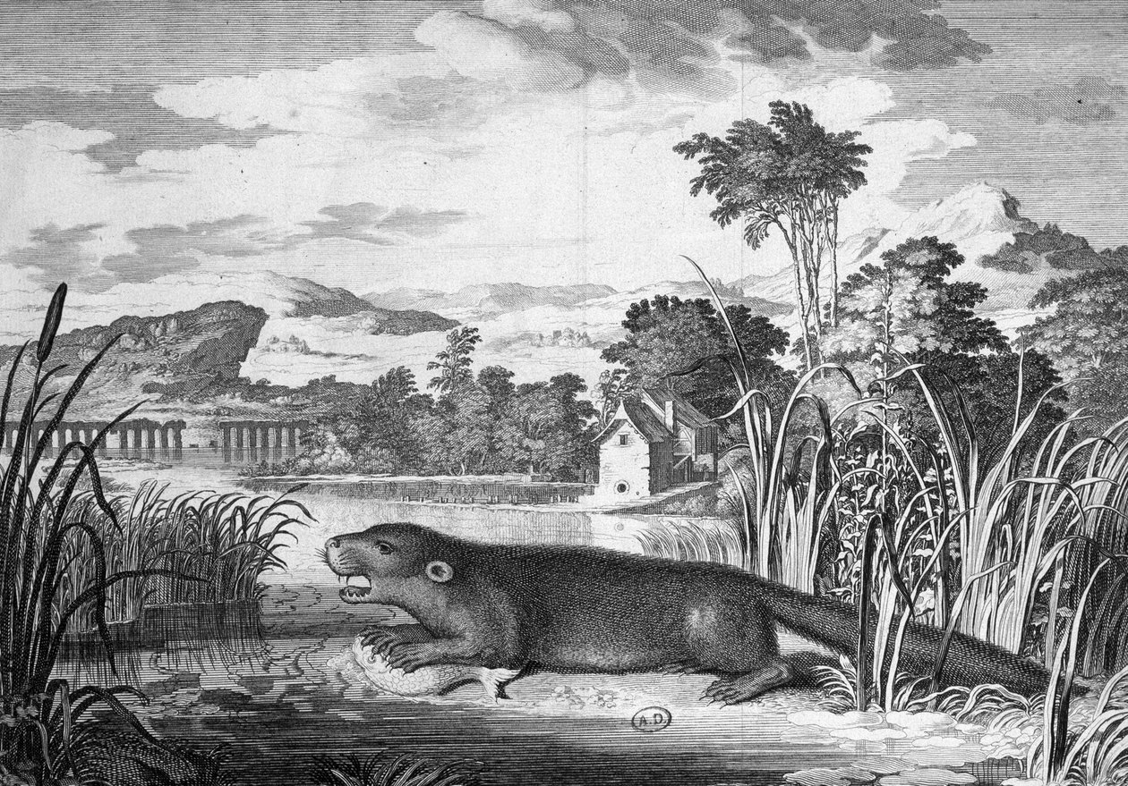 Otter - gravering av Unknown artist