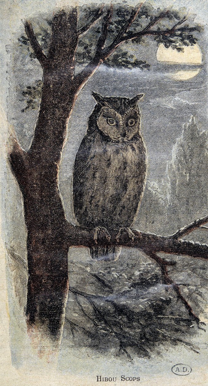 Ugle av Unknown artist
