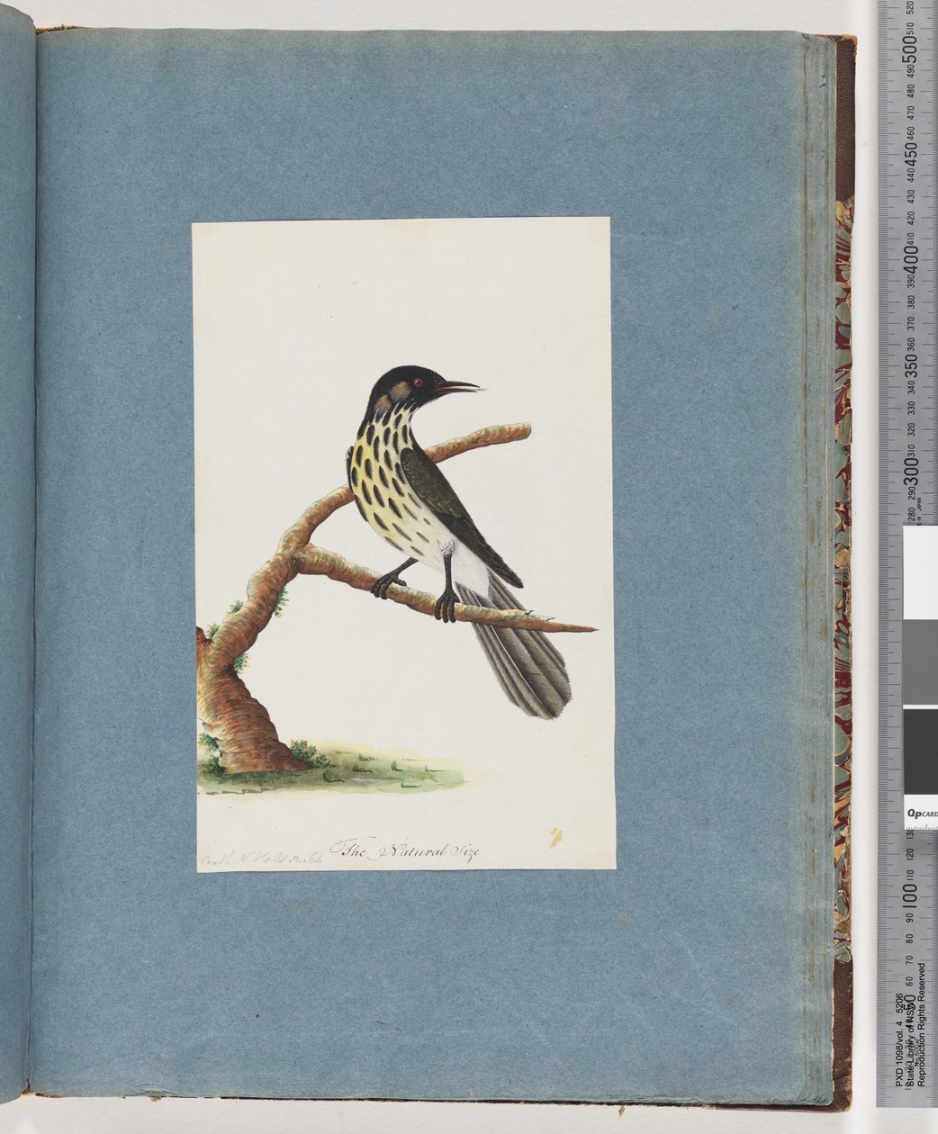 Side 100. New Holland Honeyeater. Certhia Nova Hollandiae av Unknown artist