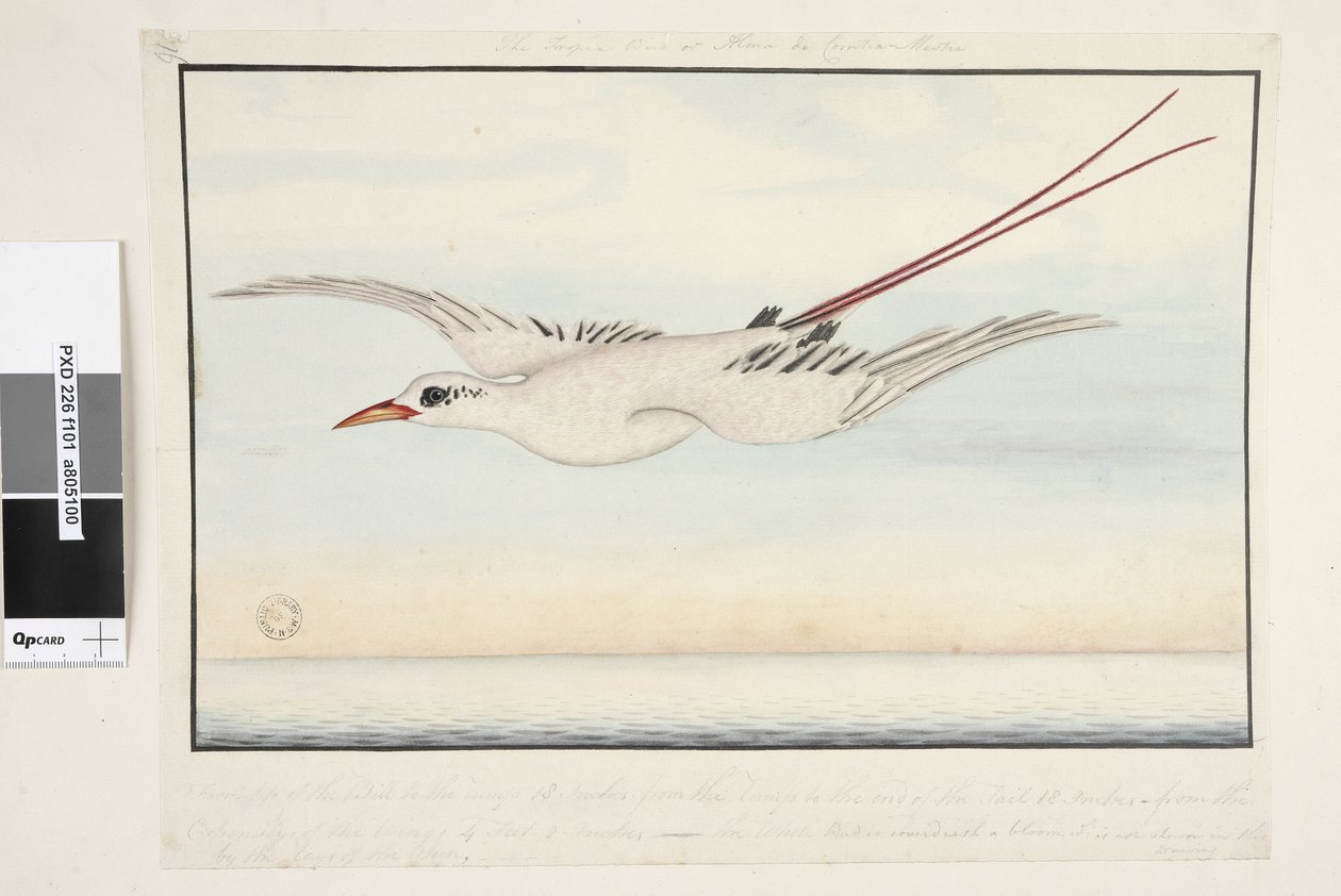 Side 101. Tropic Bird of? Alma do Comtre, Mastre?. Fra nebbspissen til baken 18 tommer, fra baken til enden av halen 18 tommer, fra ytterkanten av vingene 4 fot 2 tommer. Hele fuglen er dekket med en blomst som ikke er vist i av Unknown artist