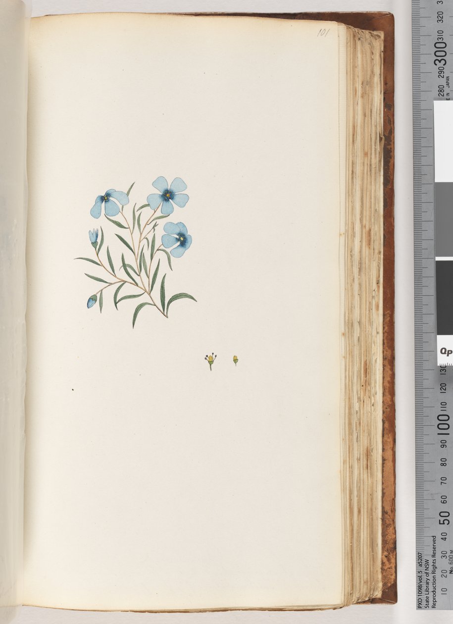 Side 101. Uidentifisert plante av Unknown artist