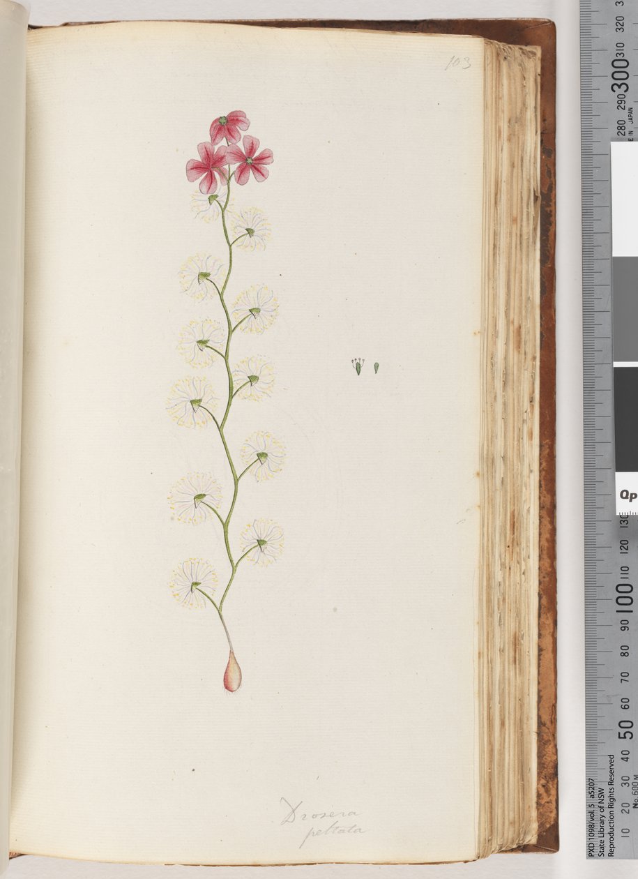 Side 103. Drosera peltata av Unknown artist