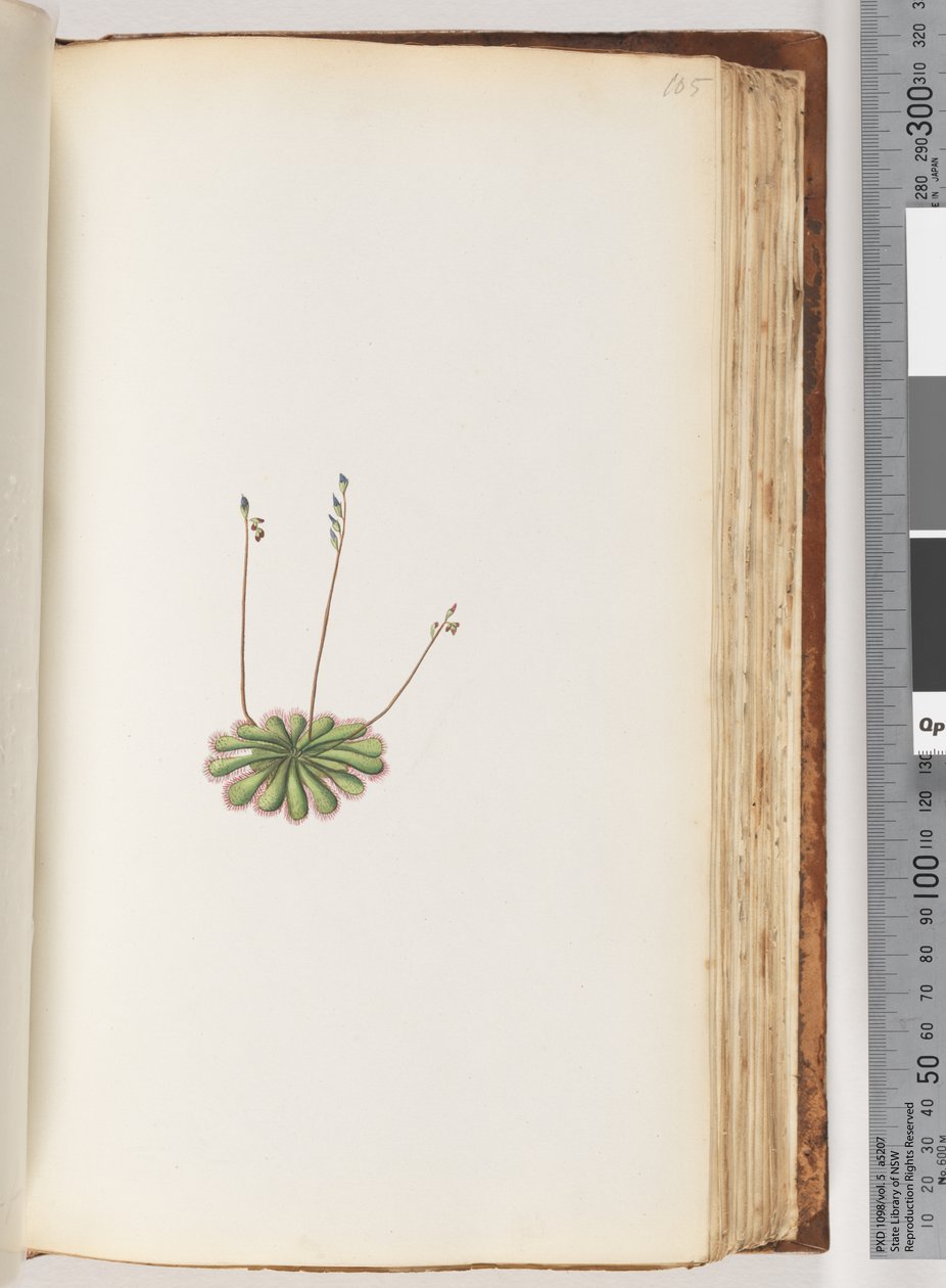 Side 105. Ingen inskripsjon. Uidentifisert plante av Unknown artist