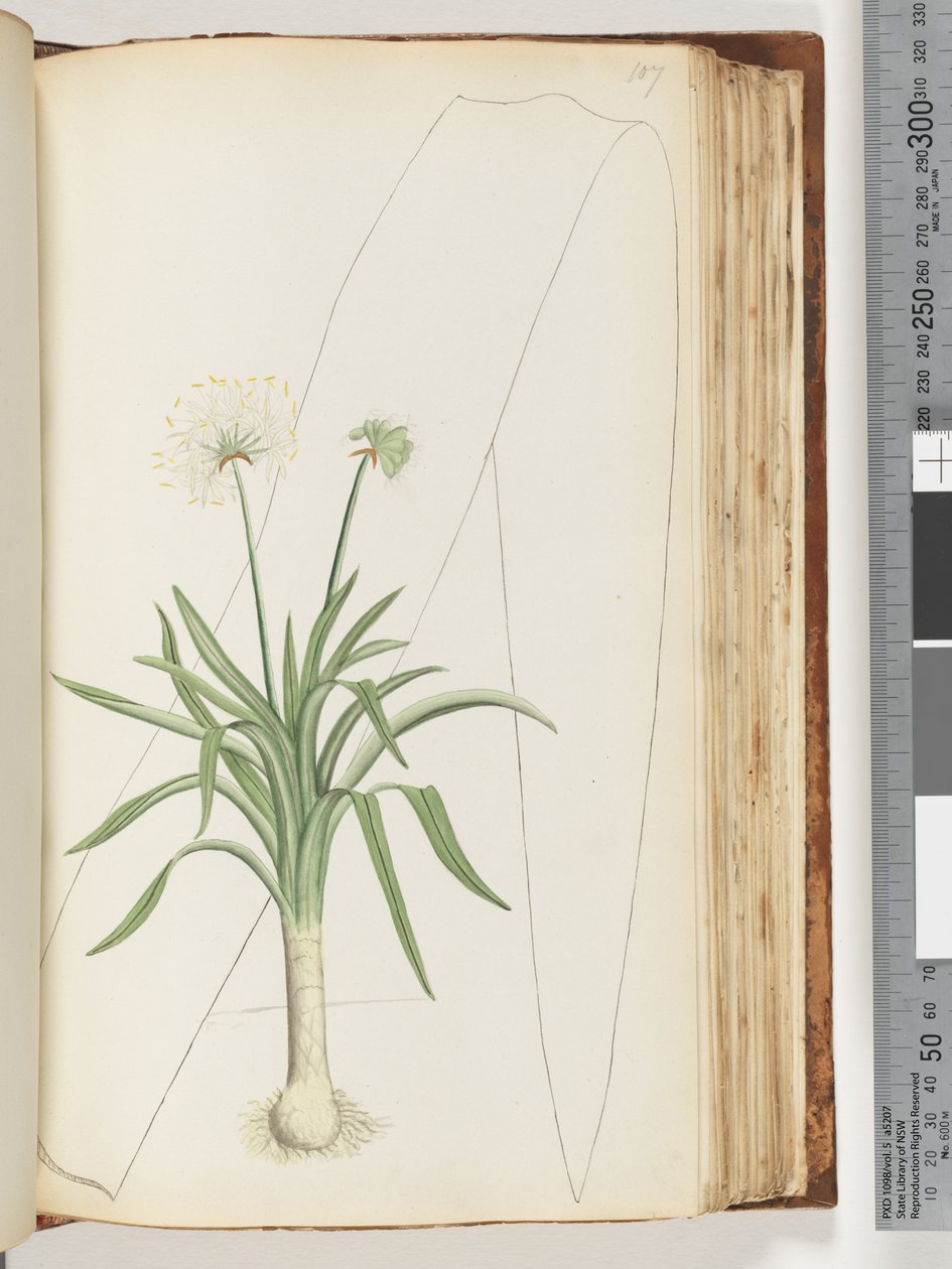 Side 107. Ingen inskripsjon. Uidentifisert plante av Unknown artist