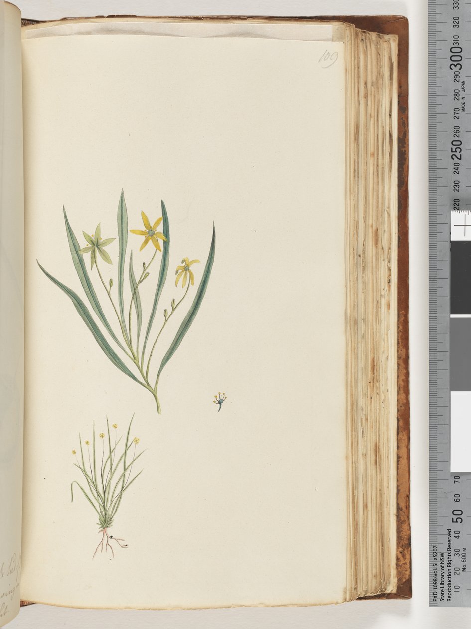 Side 109. Ingen inskripsjon. Uidentifisert plante av Unknown artist