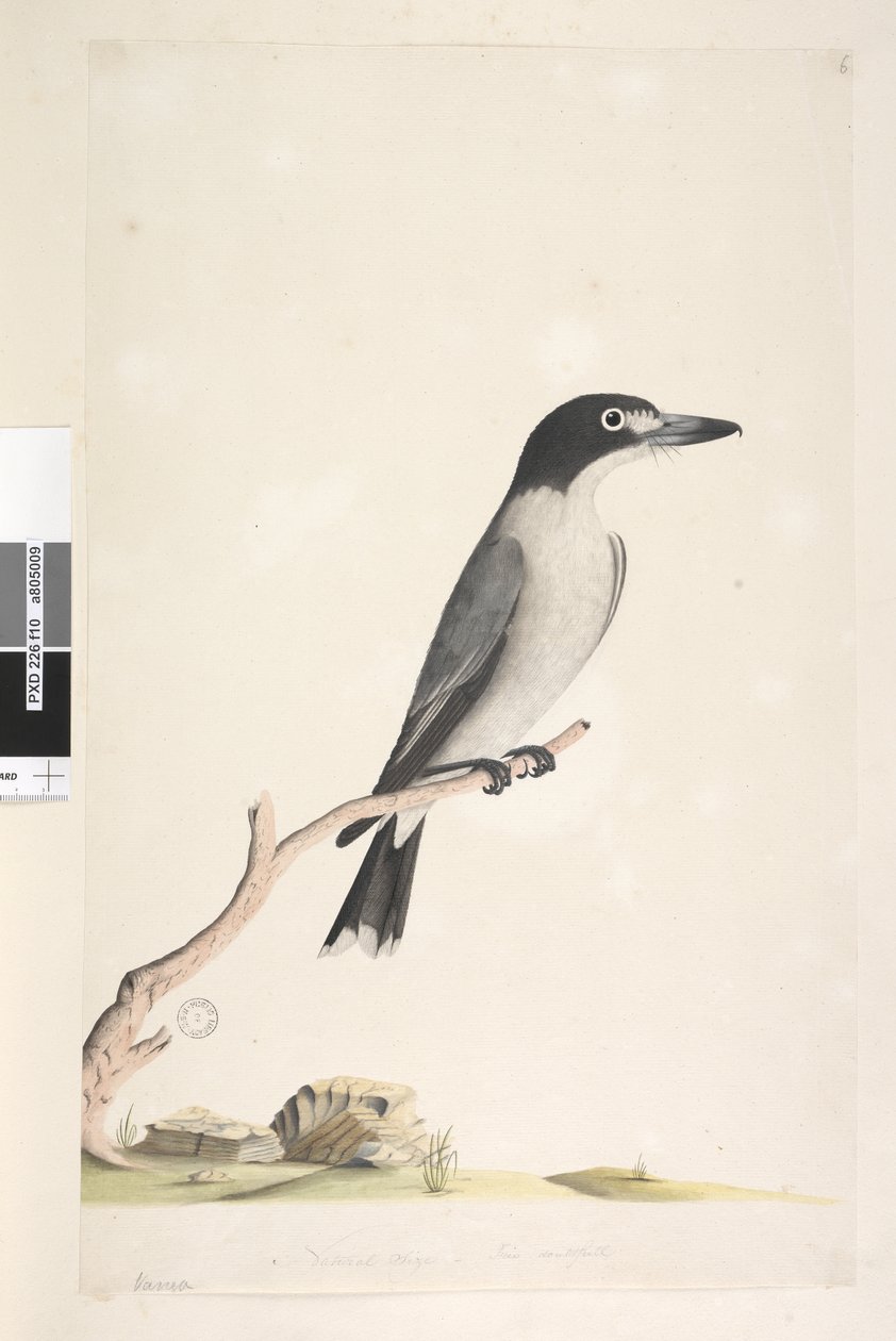 Side 10. Vanga. nederst i midten i annen hånd Naturlig størrelse, iris tvilsom Grå slakterfugl Cracticus torquatus hann, 1791-92 av Unknown artist