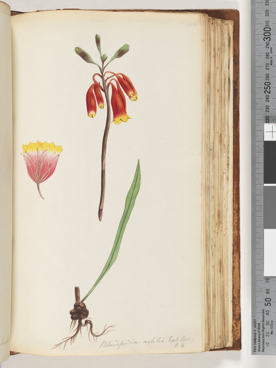 Side 110. Blandfordia nobilis Exot. Bot / t. 4. Juleklokke av Unknown artist