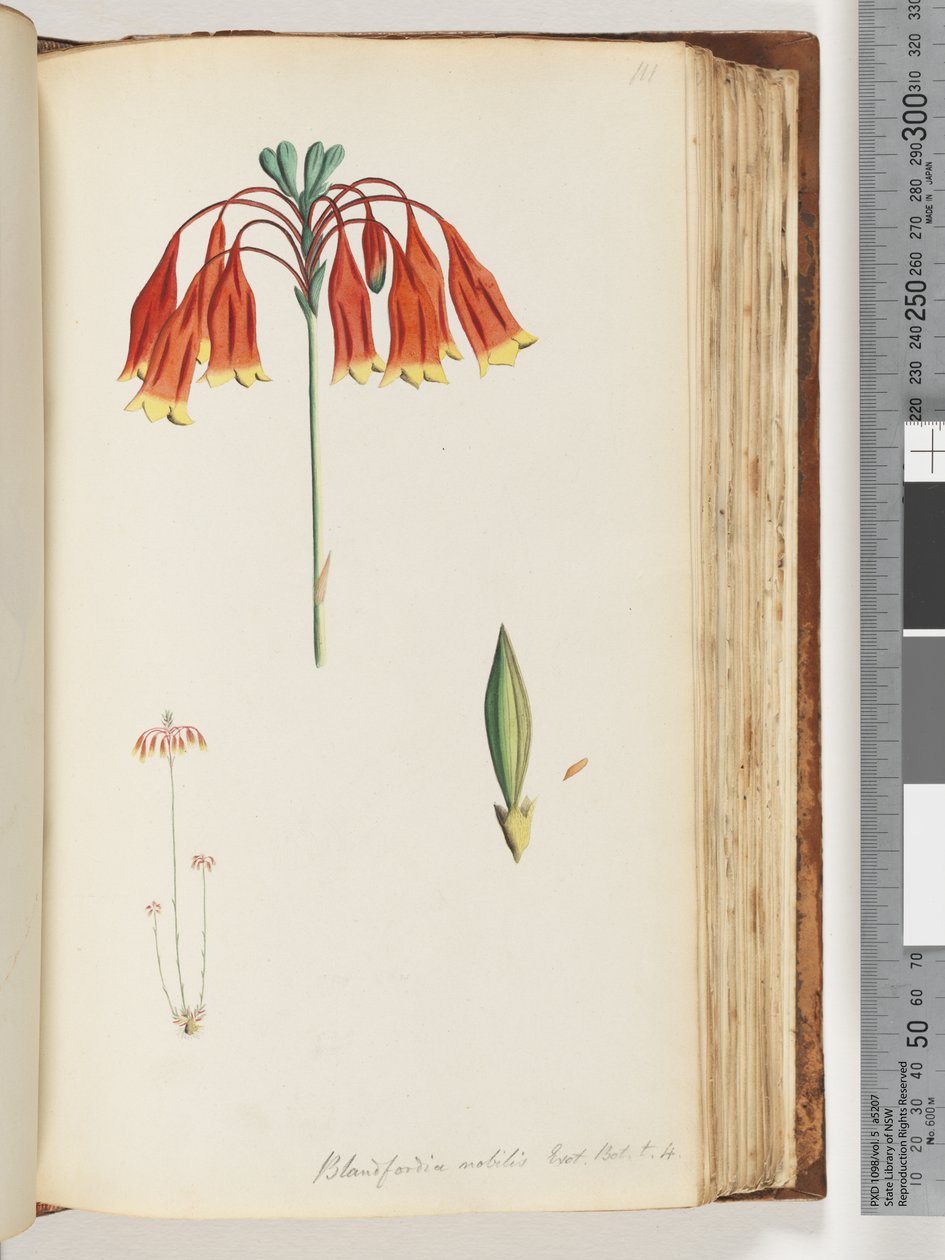 Side 111. Blandfordia nobilis Exot. Bot. t. 4. Juleklokke av Unknown artist