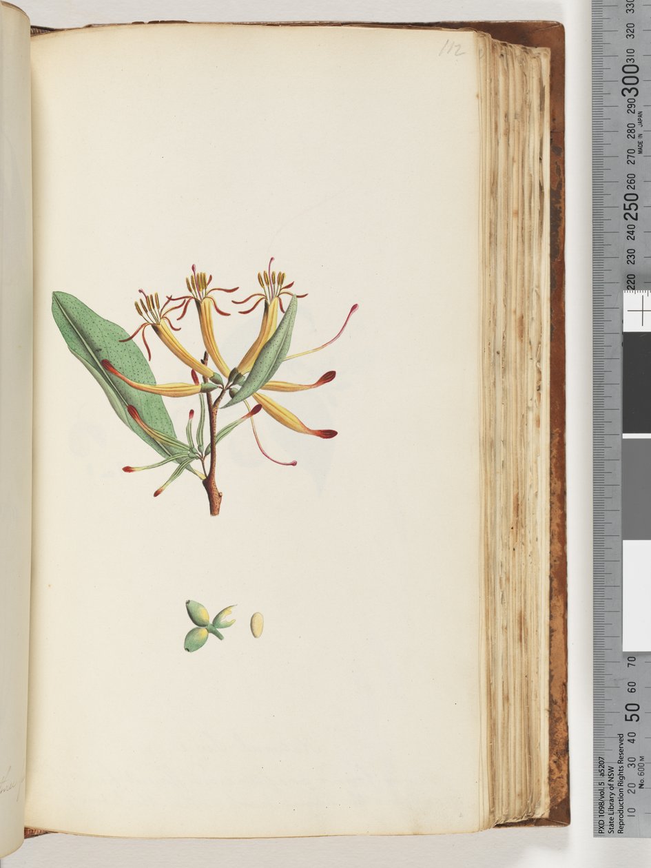 Side 112. Uidentifisert plante av Unknown artist