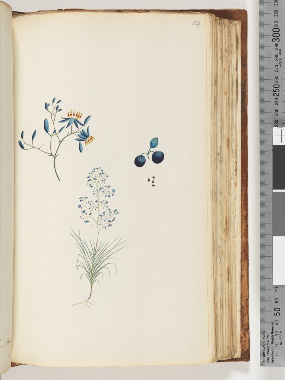 Side 114. Unavngitt blomstrende plante av Unknown artist