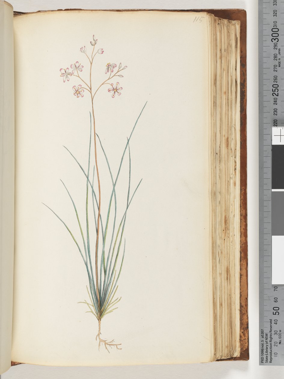 Side 115. Uidentifisert plante av Unknown artist